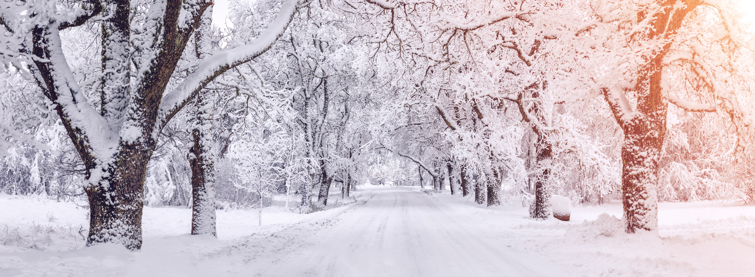 Scene of snowy trees and a road