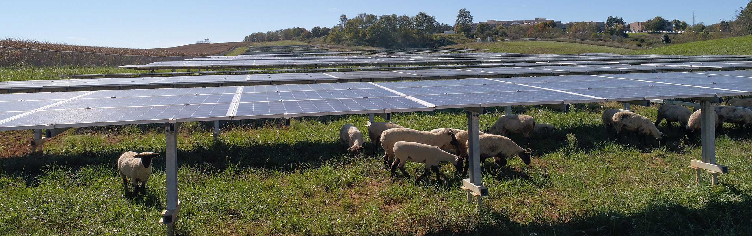CNRV solar panels and sheep