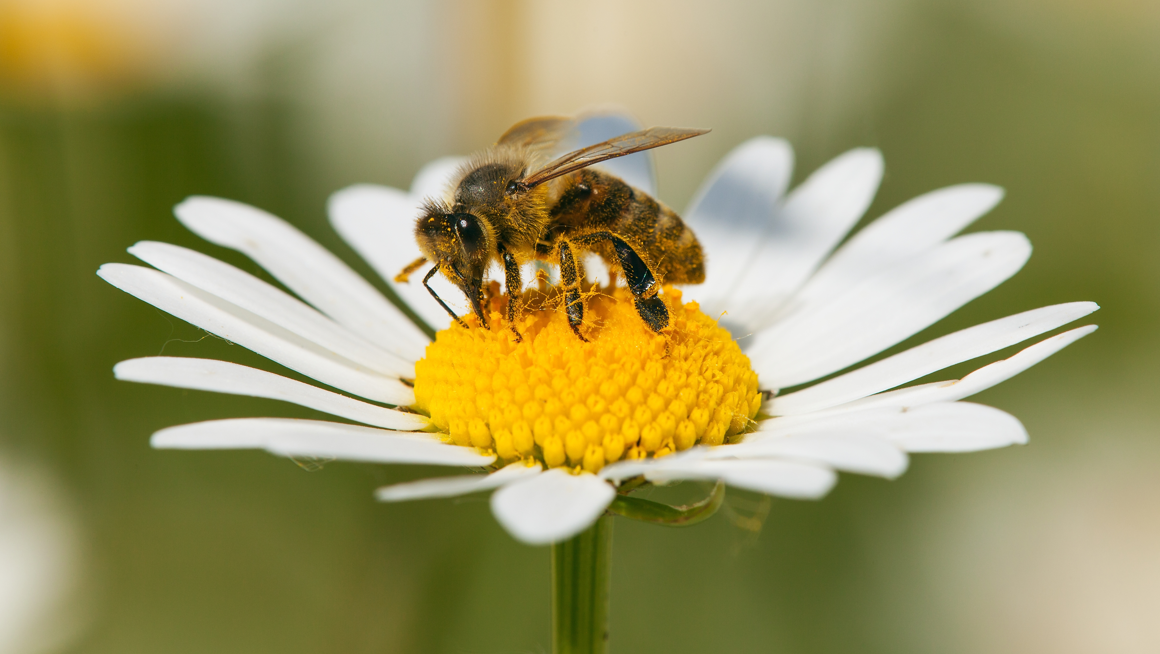 Daisy and Bee photo