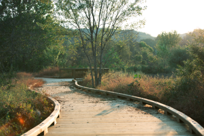A natural trail during sunrise.