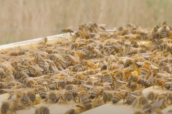Bees inside their hive.