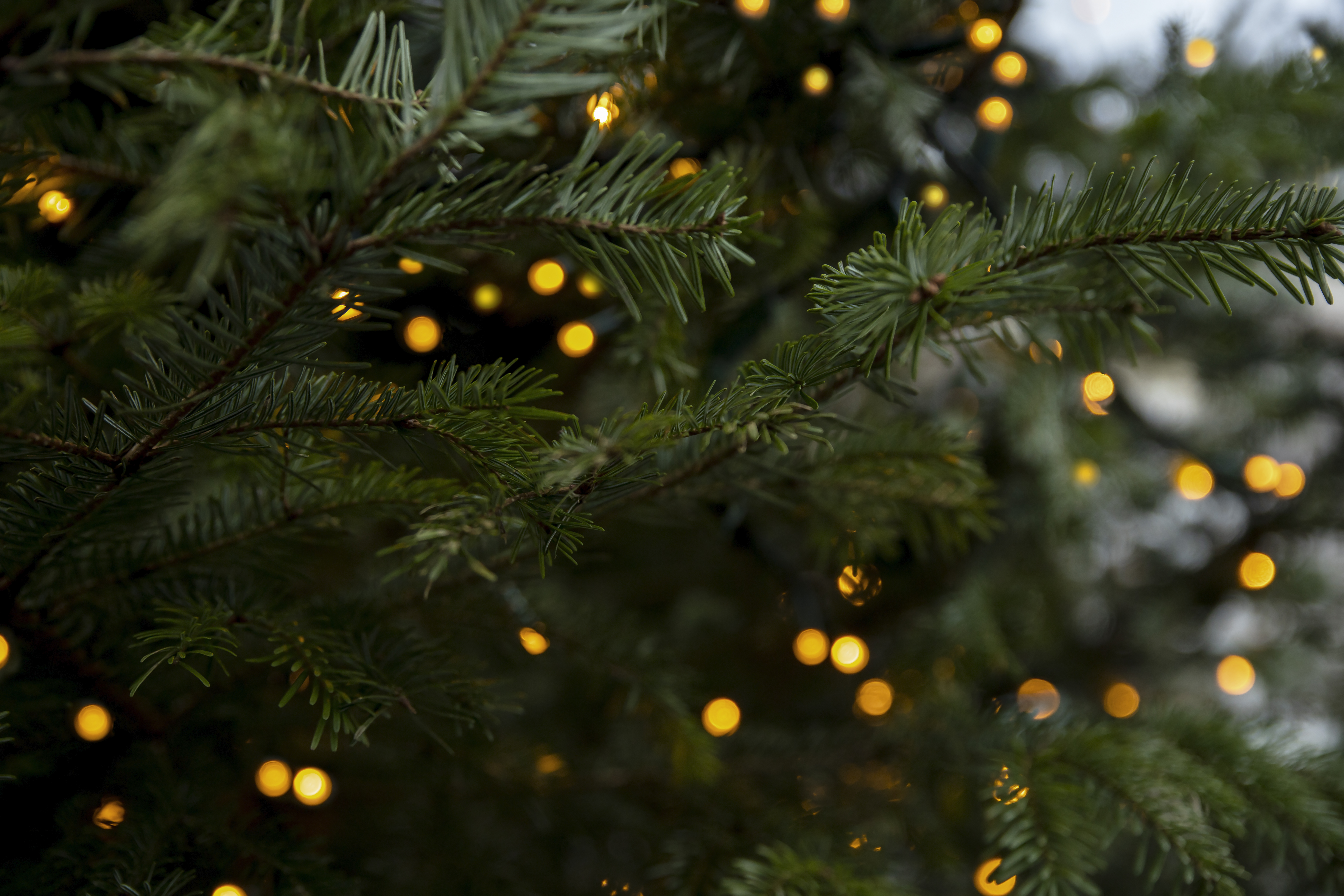 Christmas tree branches