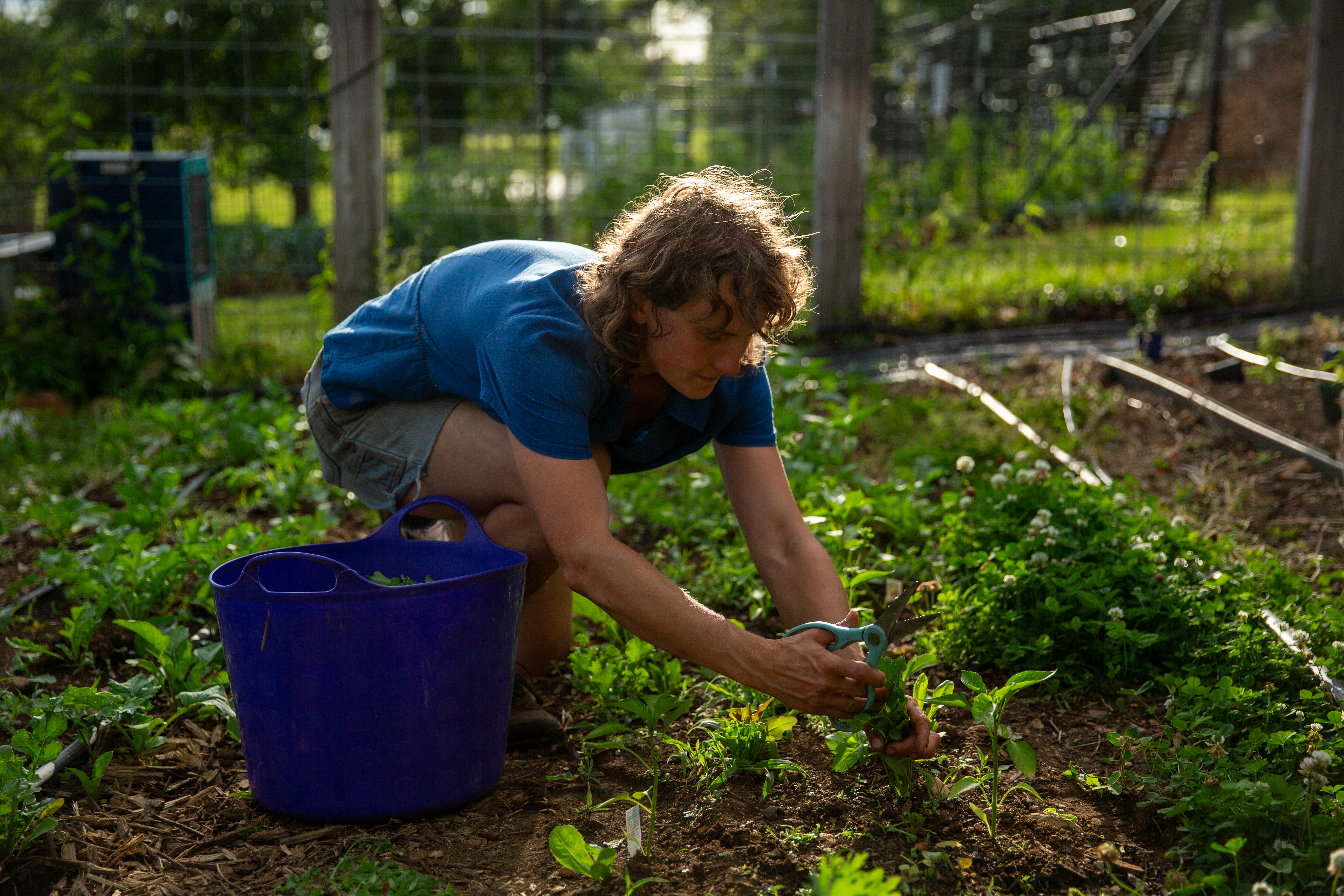 Farmer harvests crops at Morningside Urban Farm