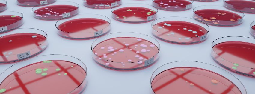 bacteria in petri dishes
