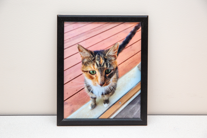 "Hey It's Me Kitty Cat!", Rhonda Williams, Amateur