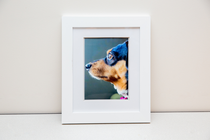 "Curious Cookie", Timothy Morgan, Amateur