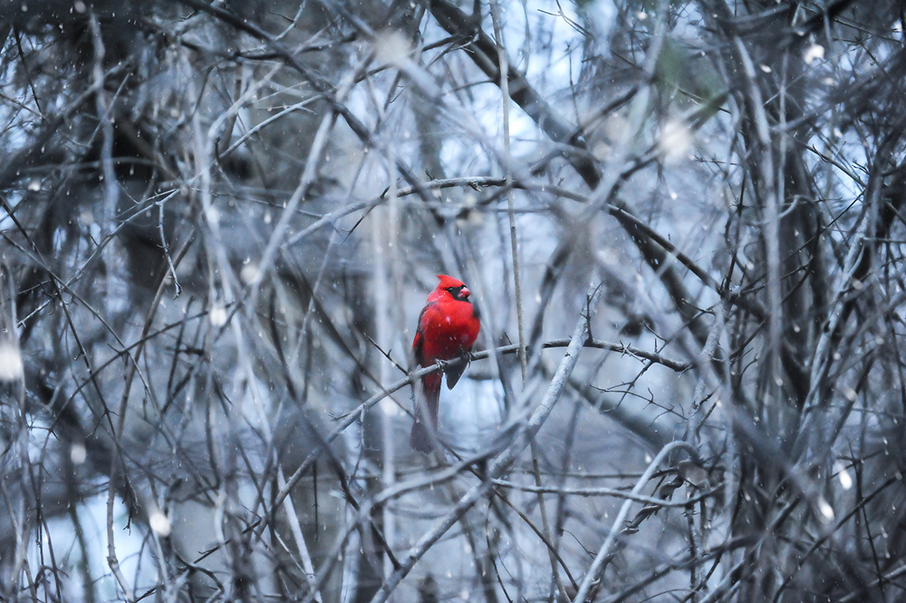 Cardinal