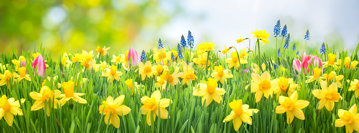 Daffodils