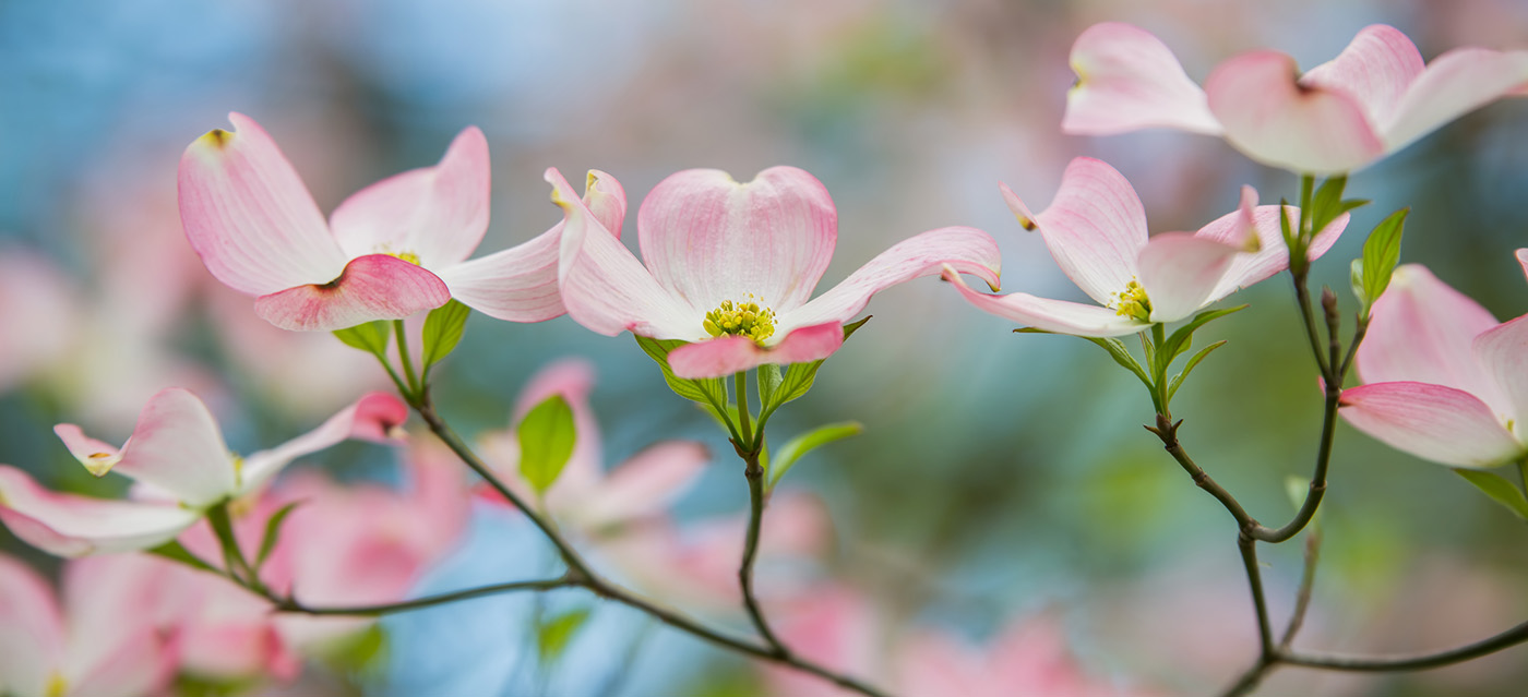 dogwood
