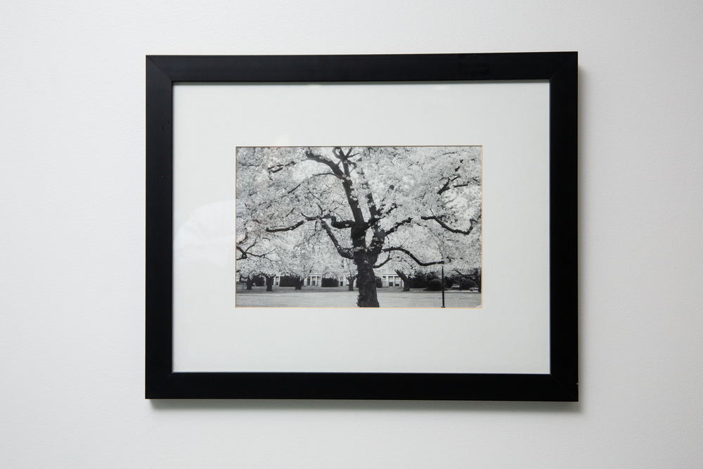 "Cherry Blossoms" by Stephanya Shear