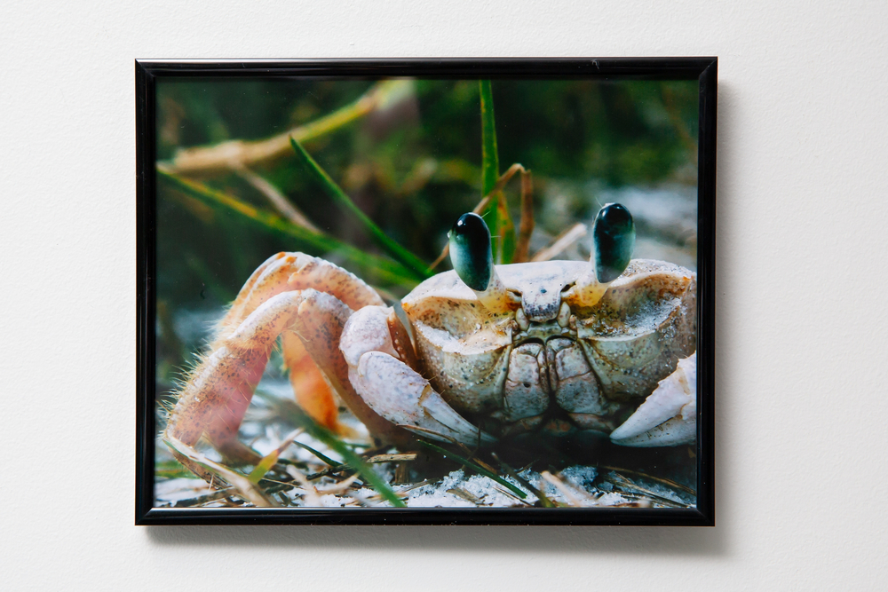 "Feeling Crabby" by Lauren Price