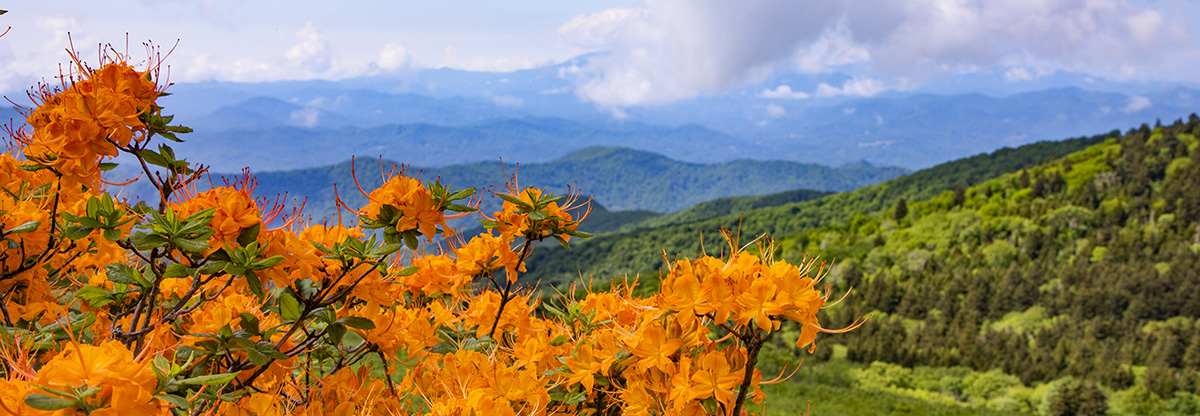Blue Ridge August