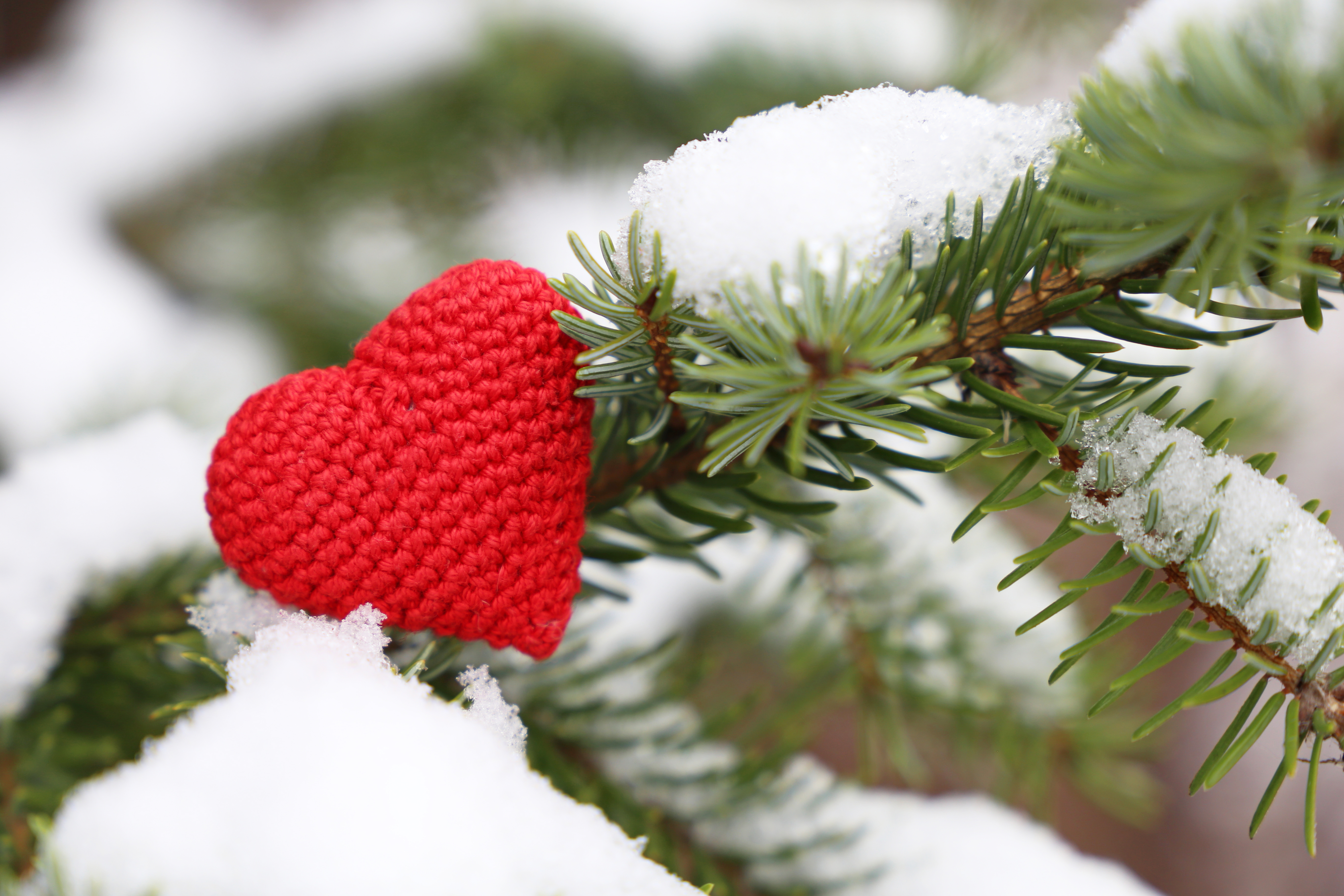 Snow-covered evergreen tree branch holding a knit red heart