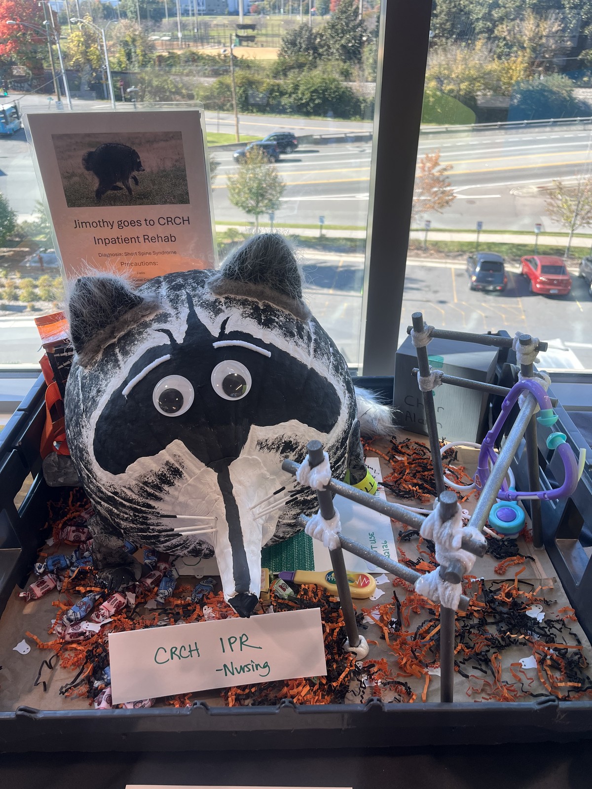 racoon pumpkin