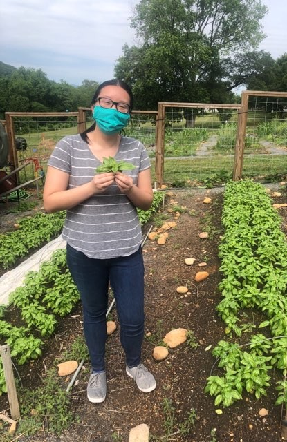 Student picks fresh basil at Morningside Urban Farm.