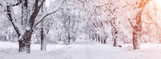 Scene of snowy trees and a road