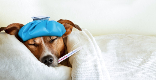 dog laying down with a thermometer in his mouth and a blanket