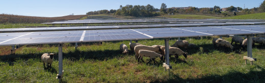 CNRV solar panels and sheep