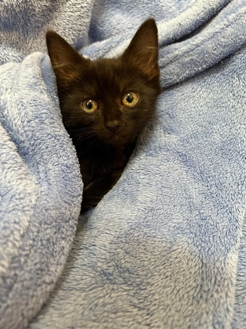 The first rescued kitten in his new home, after a bath, and snuggles.