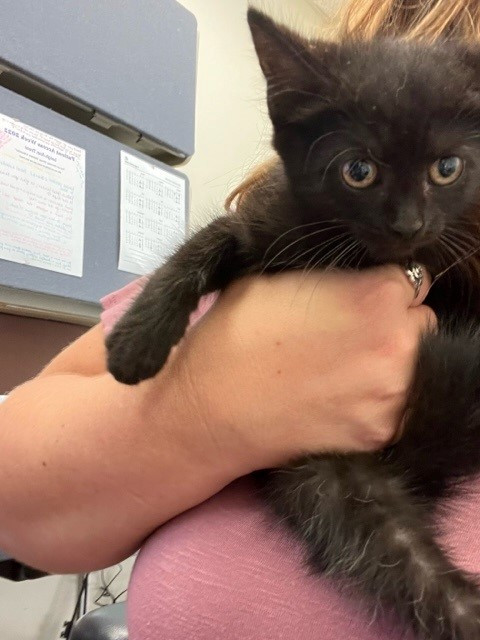 The first rescued kitten! 
