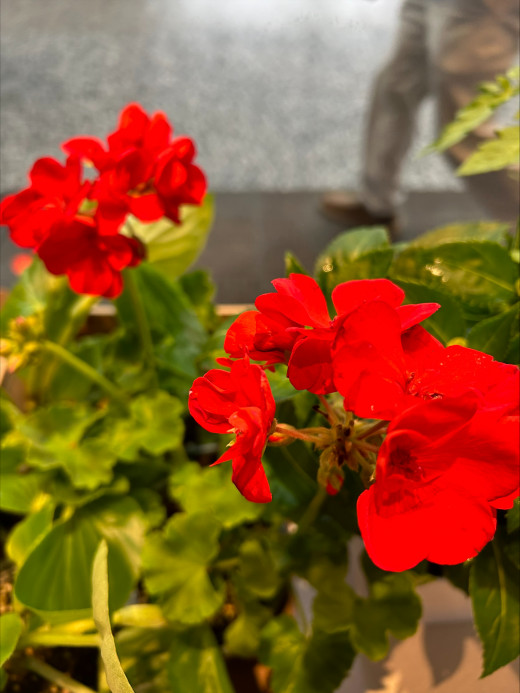 Plant Sale!