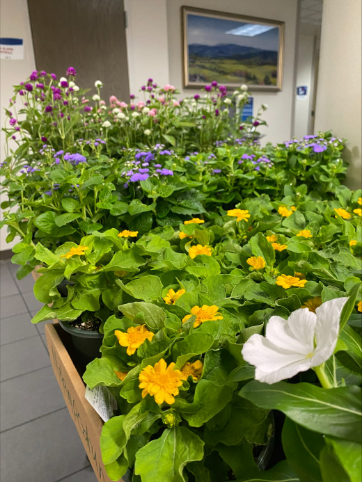 Plant Sale!