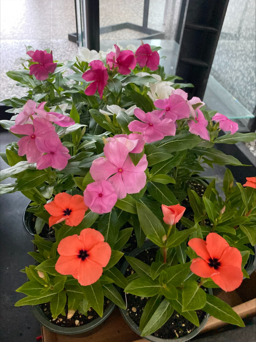 Plant Sale!