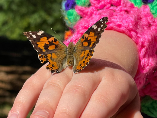 An orange butterfly sits on the hand of a child