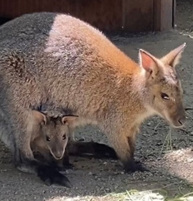 wallaby and mama