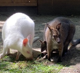 wallabies