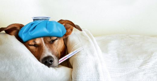 dog laying down with a thermometer in his mouth and a blanket
