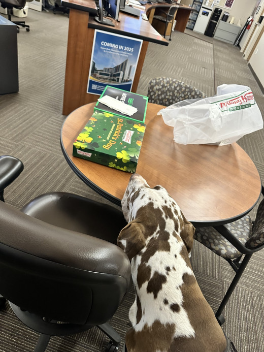 Trooper the therapy dog