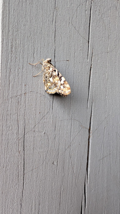 Butterfly perched on a post at Mill Mountain Shelter