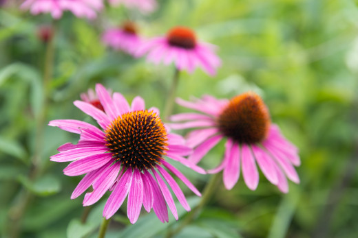 Flowers at the Dr. Keeley Healing Garden