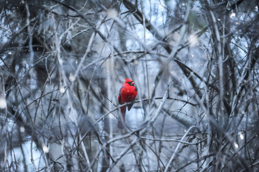 Cardinal