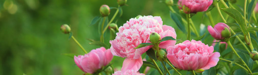 Peony