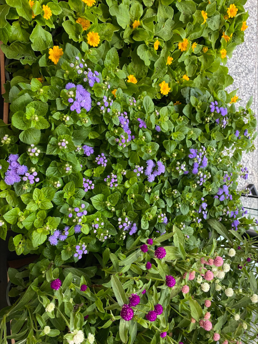 Flowers