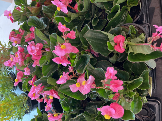 Plants