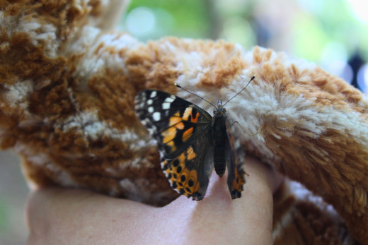 A butterfly on a child's beloved stuffed animal giraffe. 