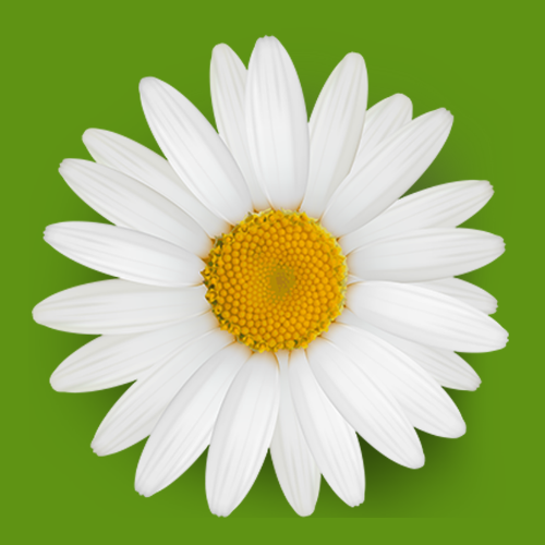 DAISY icon