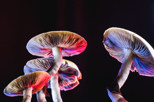 Some mushrooms contain psilocybin, a psychedelic compound being studied for psychiatric and substance-use disorders.