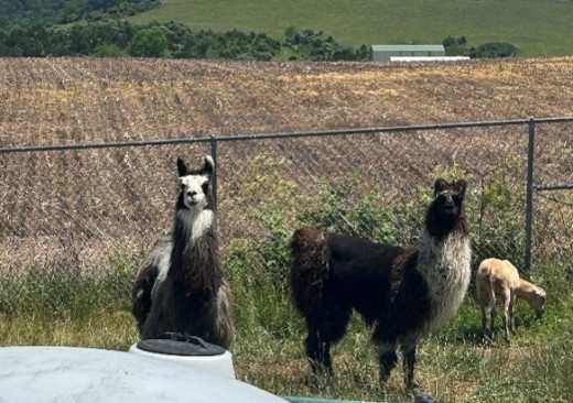 Two llamas in the field at CNRV