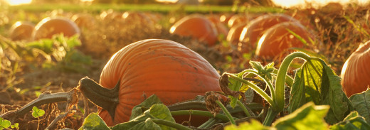 pumpkin patch